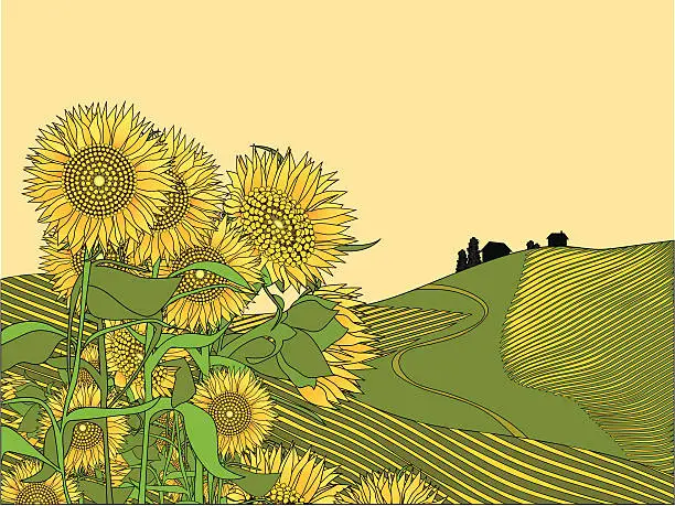 Vector illustration of Sunflower fields