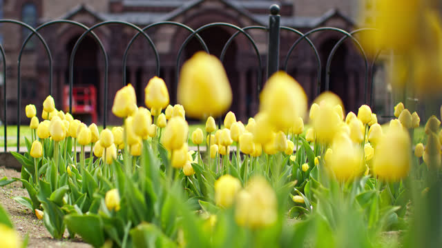 Yellow Tulips Near Trinity Church in Boston