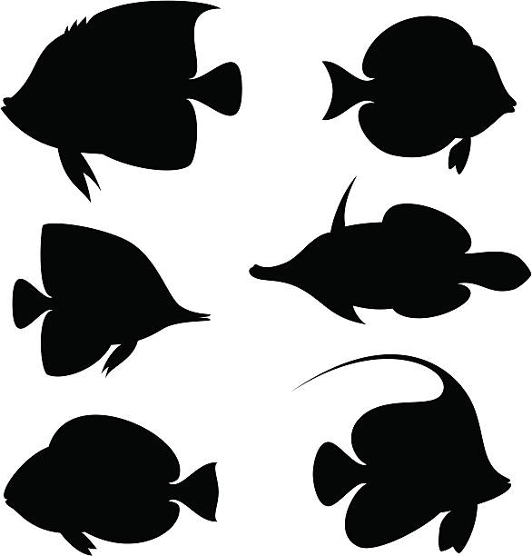 산호색 어류 - angelfish fish pets sea life stock illustrations