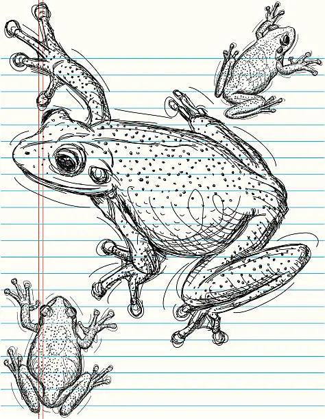 Vector illustration of Frog sketches