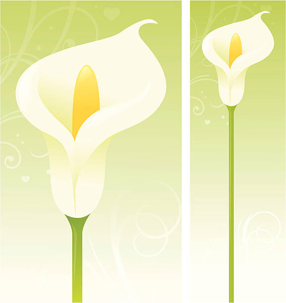 ilustraciones, imágenes clip art, dibujos animados e iconos de stock de cala - calla lily lily single flower white