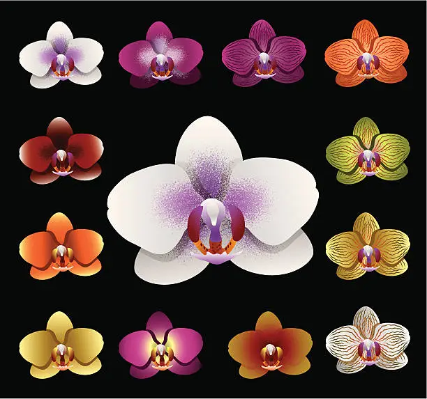 Vector illustration of Flowers - Orchid