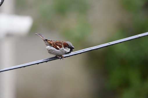 A small house sparrow perched on a telephone wire.