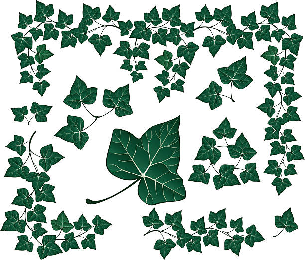 illustrations, cliparts, dessins animés et icônes de vert lierre - ivy leaf