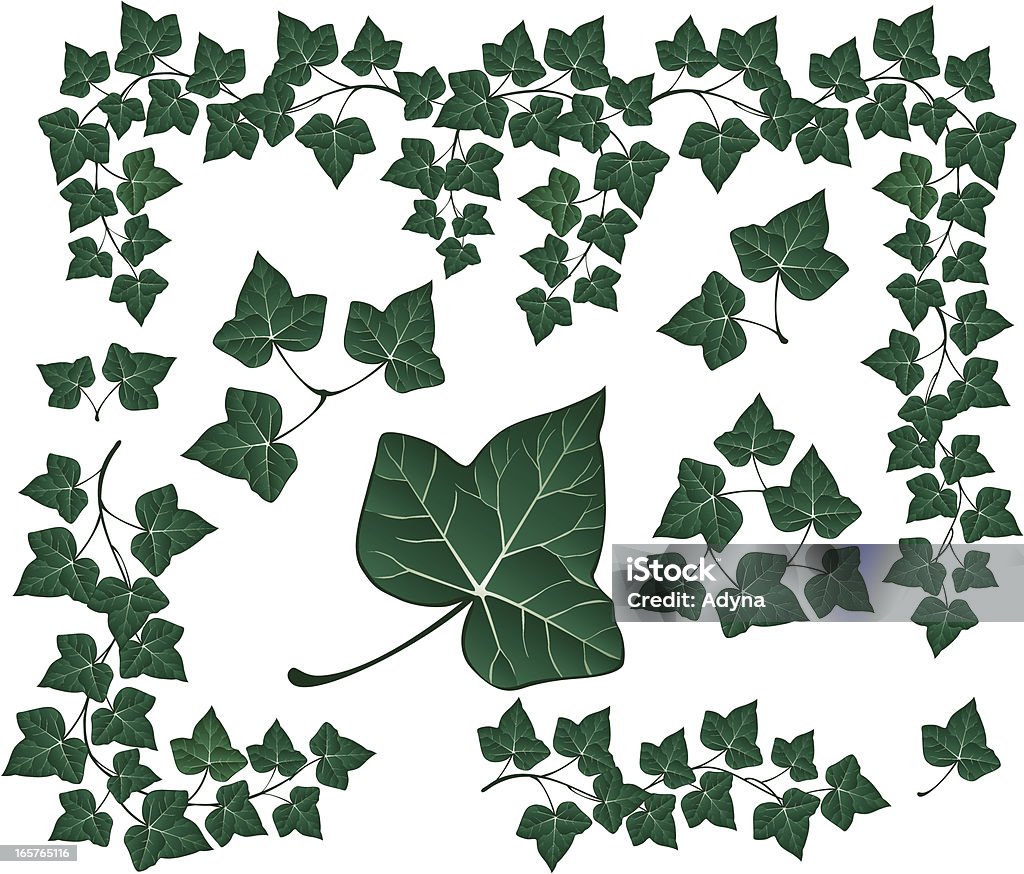 Green Ivy - arte vettoriale royalty-free di Edera