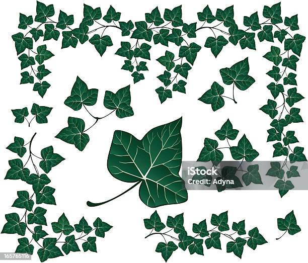 Зеленый Плющ — стоковая векторная графика и другие изображения на тему Плющ - Плющ, Лист, Иллюстрация
