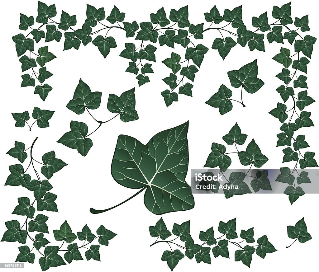 Green Ivy Green Ivy. Ivy stock vector