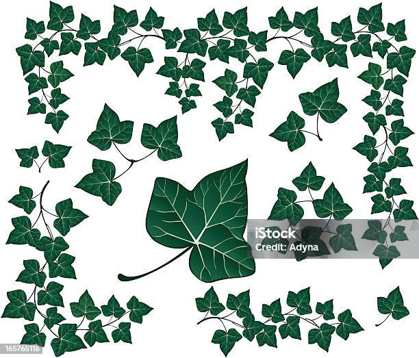 Green Ivy Stock Illustration - Download Image Now - Ivy, Leaf, Illustration