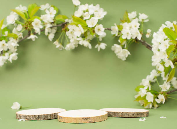 istock Three wooden platforms with copy-space for products presentation on green background with spring branches of cherry  blossom. 1657651482