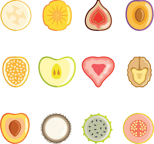 フルーツのスライスシリーズ ii - fig apple portion fruit点のイラスト素材／クリップアート素材／マンガ素材／アイコン素材