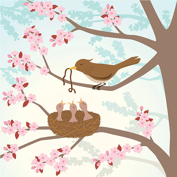 Bird feeding chicks in a cherry tree Retro storybook styled illustration of a mother bird feeding an earthworm to her chicks. The chicks are in a nest in a blossoming cherry tree in the spring. apple-tree-flowers stock illustrations