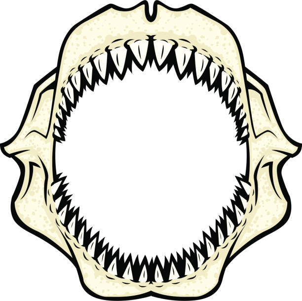 stockillustraties, clipart, cartoons en iconen met shark jaws - toy shark