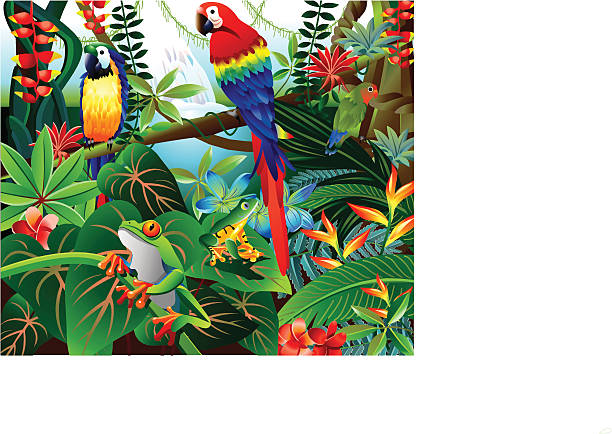 Tropical Forest Vector illustration of beautiful tropical forest with parrots and red eye frog. amazonia stock illustrations