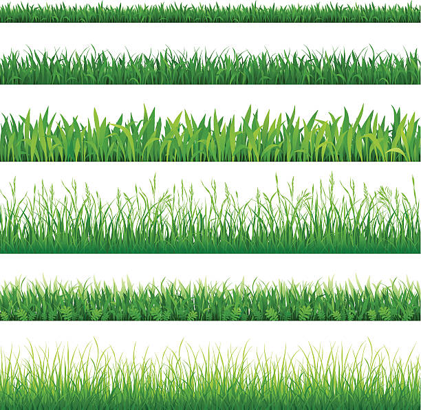 Rows of different types of green grass vector art illustration