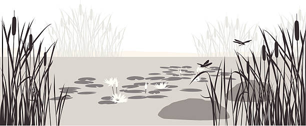 lilypond - schilf stock-grafiken, -clipart, -cartoons und -symbole