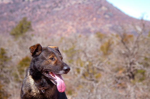 My GSD and I on a hike in the Moutains