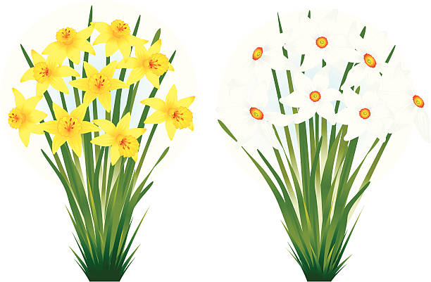 ilustrações, clipart, desenhos animados e ícones de narciso - leaf flower head bouquet daffodil