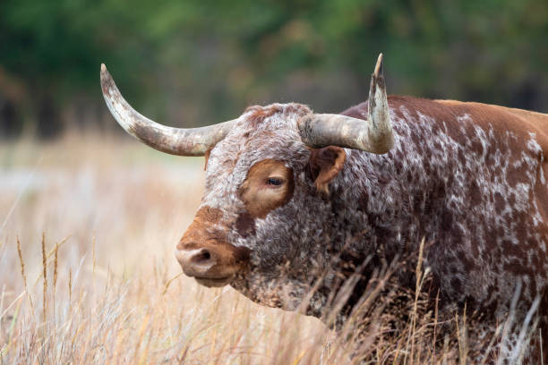 istock Longhorns of the Wichitas 1657666853