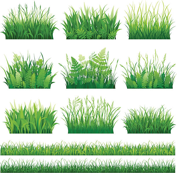 세트마다 잔디 - blade of grass stock illustrations