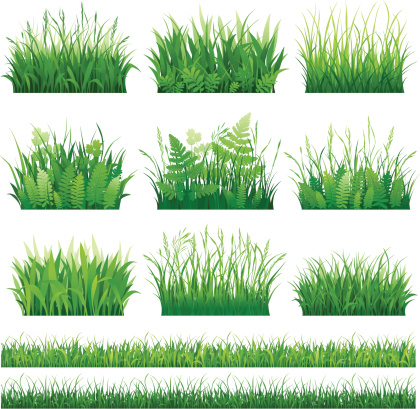 Vector collection of grass