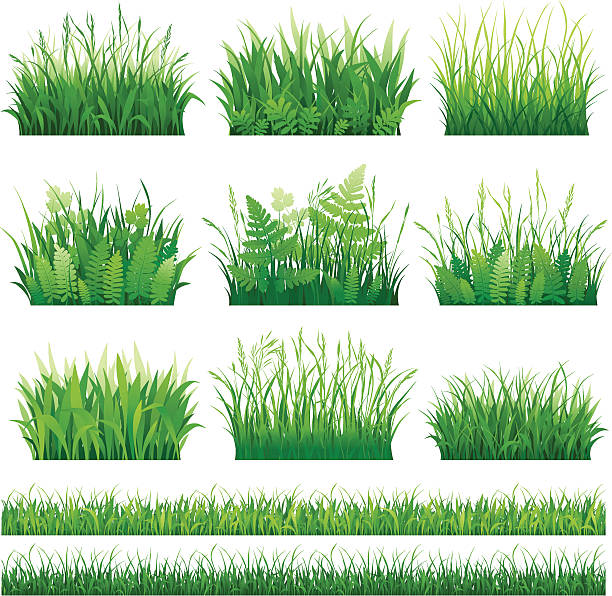 Set of grass vector art illustration