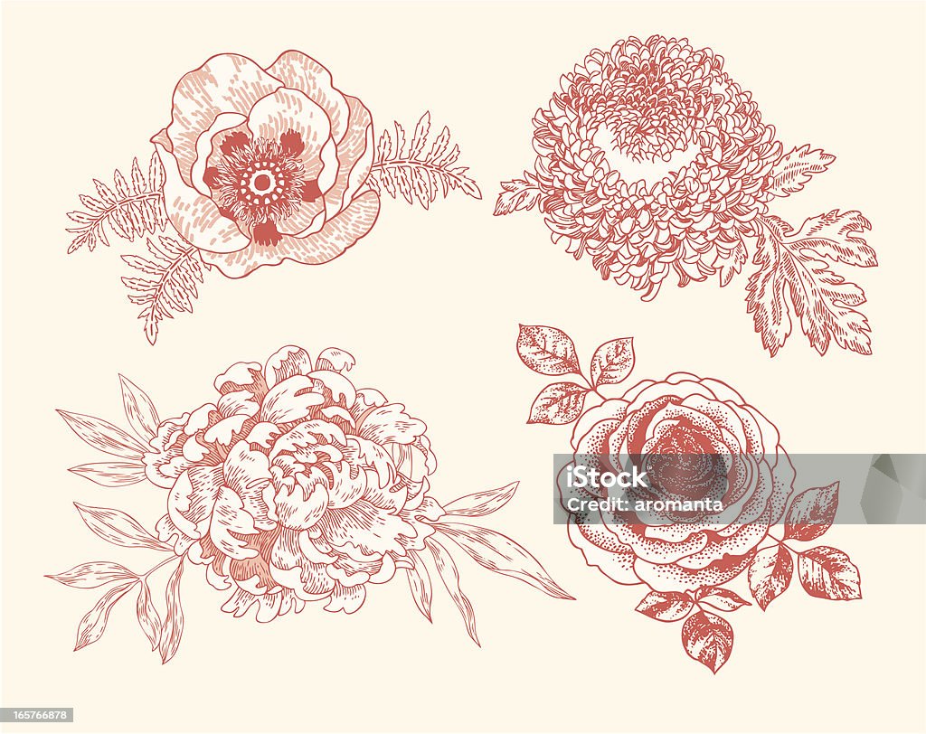 Vignettes Floral - Royalty-free Rosa - Flor arte vetorial
