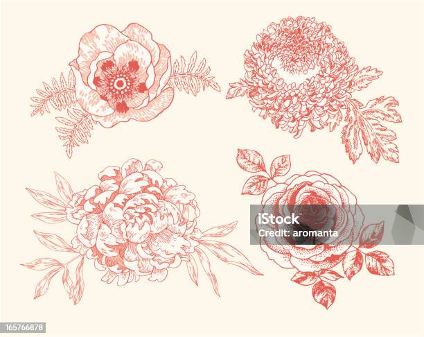 Vignettes Floral - Arte vetorial de stock e mais imagens de Rosa - Flor - Rosa - Flor, Peónia, Ilustração