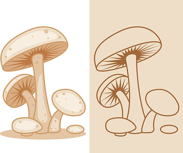 버섯 - edible mushroom portabello mushroom white background vegetable stock illustrations