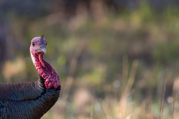 istock The Golden Hour of Turkey's 1657670575