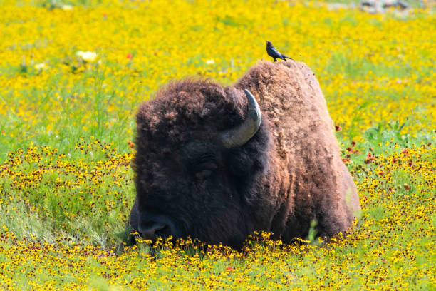 istock Bison of the Prairie 1657673808