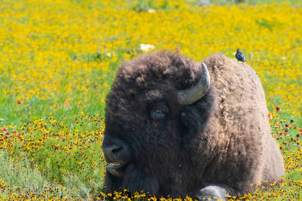 istock Bison of the Prairie 1657673812