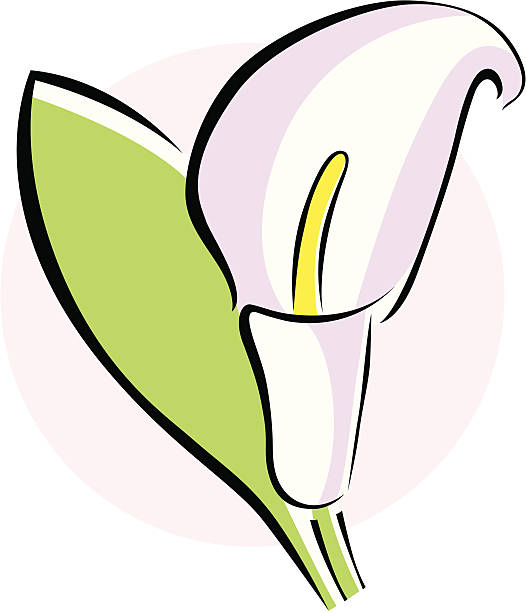 ilustraciones, imágenes clip art, dibujos animados e iconos de stock de vector icono de cala de una flor sobre fondo blanco. - calla lily lily single flower white