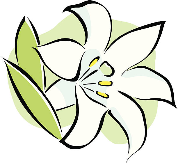 vektor-symbol des easter lily flower auf weißem hintergrund. - madonnenlilie stock-grafiken, -clipart, -cartoons und -symbole