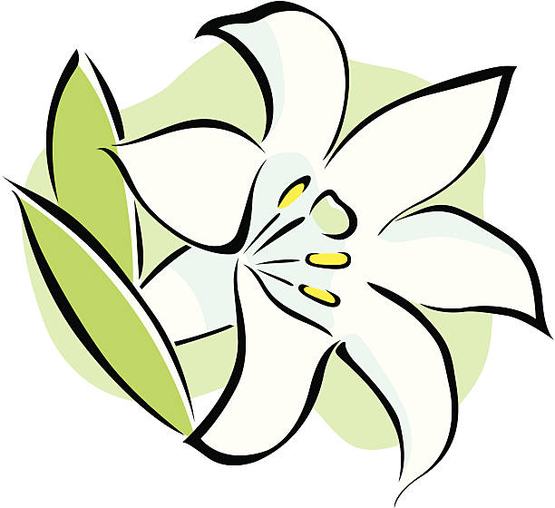 ilustraciones, imágenes clip art, dibujos animados e iconos de stock de icono de vector de flor de lirio de pascua sobre fondo blanco. - easter lily lily white backgrounds