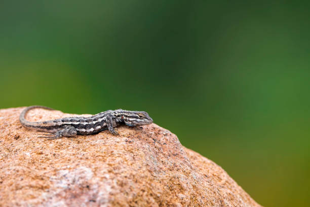 Lizard in the Wichita Mountains