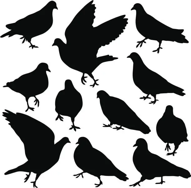 Vector illustration of Pigeon Silhouettes