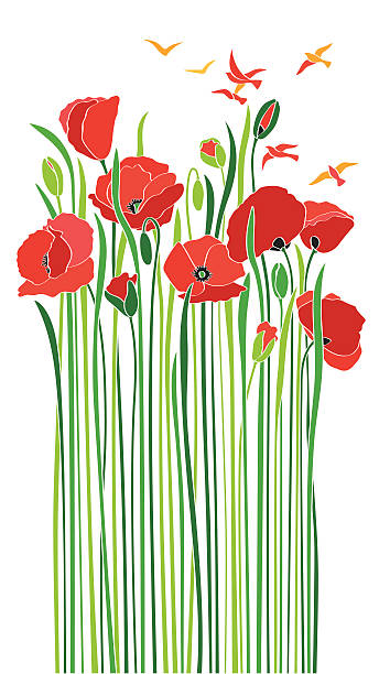 ilustrações de stock, clip art, desenhos animados e ícones de bouquet de papaveráceas - field poppy single flower flower