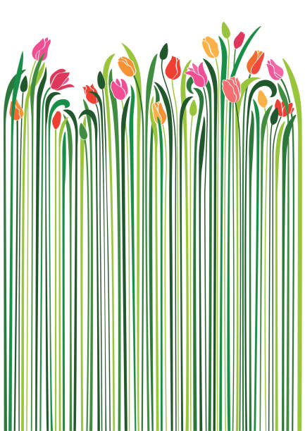 illustrazioni stock, clip art, cartoni animati e icone di tendenza di tulipani - spring tulip field flower