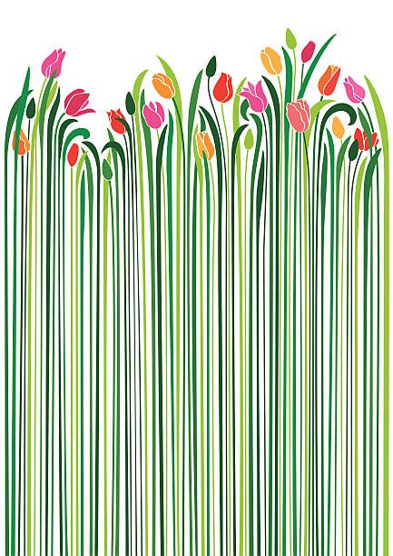 튤립 - tulip pink flower bed flower stock illustrations