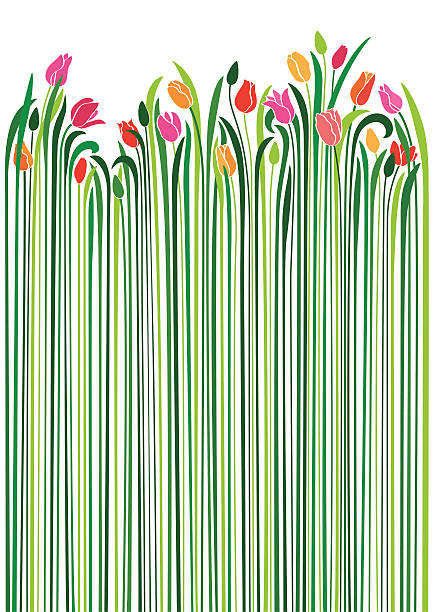 тюльпаны - bud flower tulip flowers stock illustrations