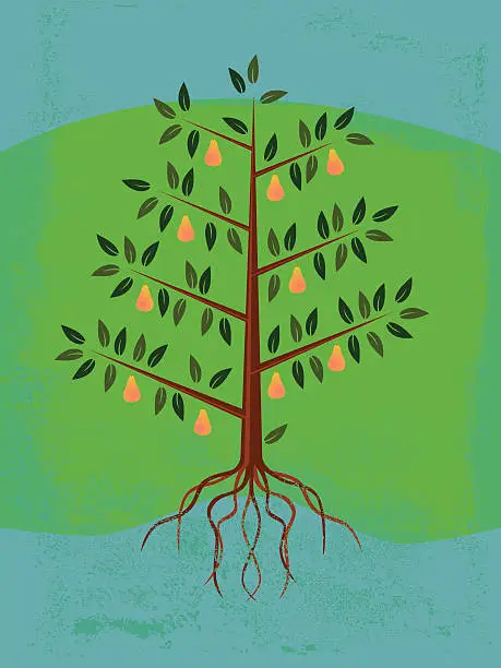 Vector illustration of pear tree