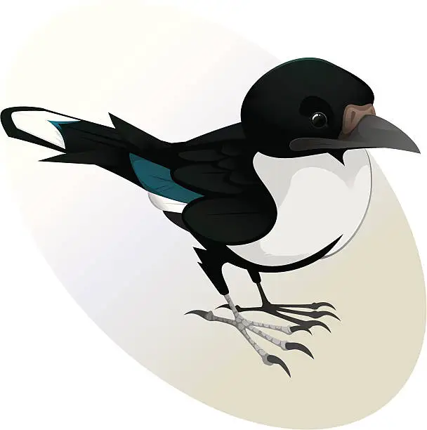 Vector illustration of Cheeky Magpie