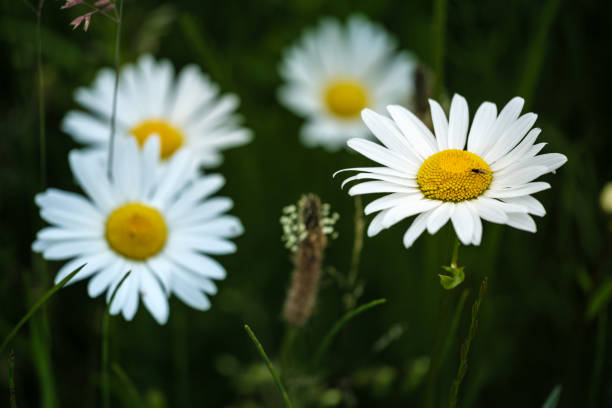 istock White bright chamomile flowers with insect macro against dark abstract natural background. 1657692925