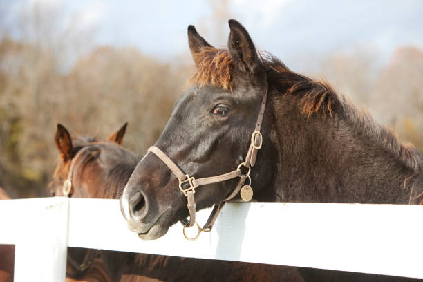 istock Thoroughbred Horses on Farm 165770827
