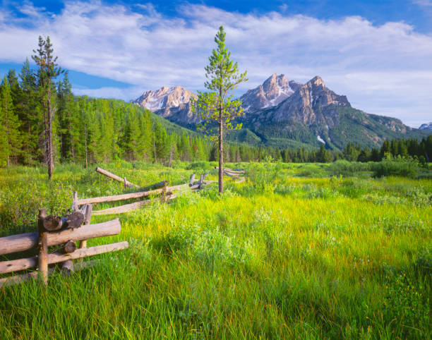 Sawtooth's Fresh Morning (P) The Sawtooth Range sits in the distance in  a meadow, in the Sawtooth National Recreation Area of Stanley, Idaho.  Sawtooth National Recreation Area stock pictures, royalty-free photos & images