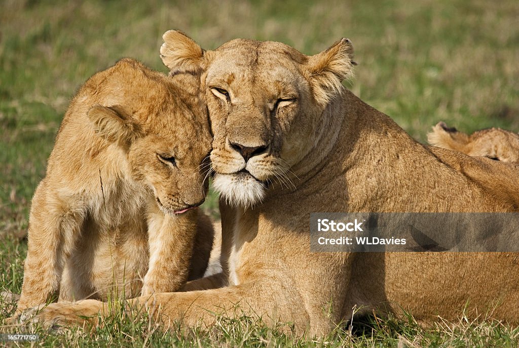 Lionceau et mère - Photo de Lionne libre de droits