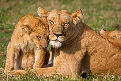 A lion cub nuzzling with its mother – Masai Mara, Kenya