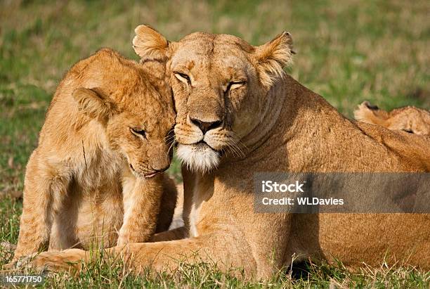 Foto de Mãe E Filhote De Leão e mais fotos de stock de Leoa - Leoa, Leão, Amor