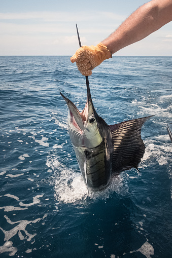 Sailfish Catch and Release