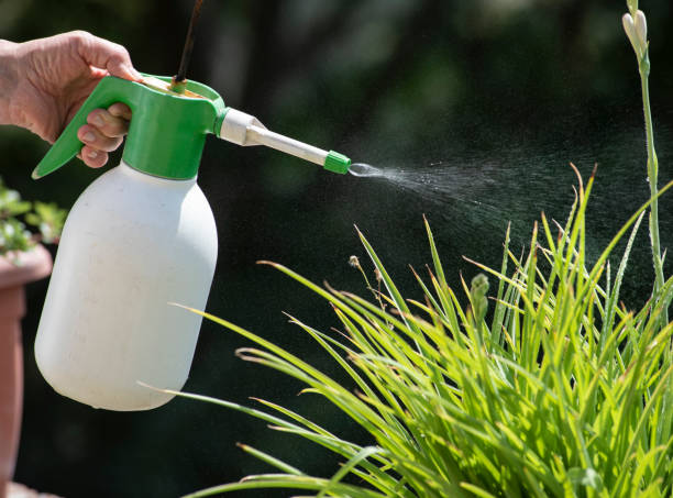 istock Gardener sprays insecticide on a plant 1657727230